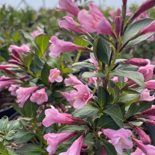 Саджанець вейгели Foliis Purpureis