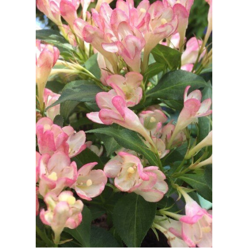 Саджанець вейгели ll Summer Peach