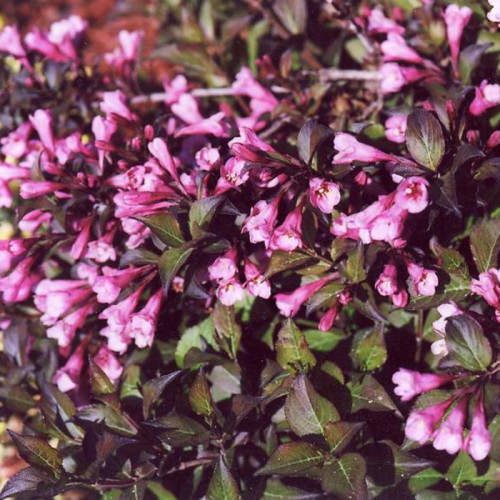 Саджанець вейгели Nana Purpurea