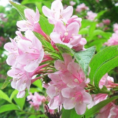 Саджанець вейгели Rosea