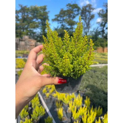 Саджанець еріки Arborea (салатовий)