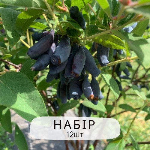 Набір саджанців жимолості 12шт (Безкоштовна Доставка)