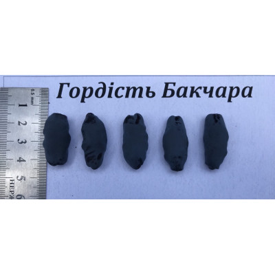 Саджанець  жимолості Гордість  Бакчара   середній