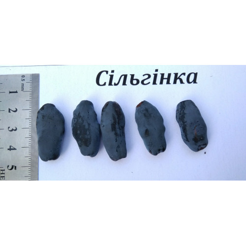 Саджанець жимолості  Сільгінка  ранній